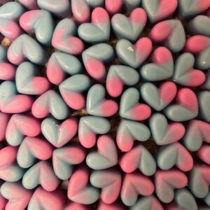 X50 Mini Hearts